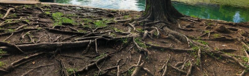 a large tree's roots growing exposed across the ground