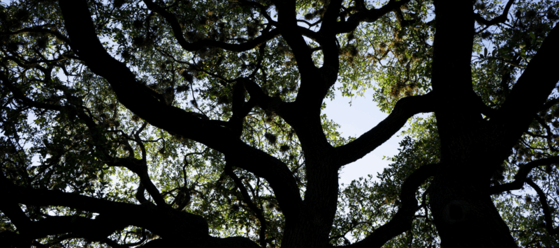 Live oak tree